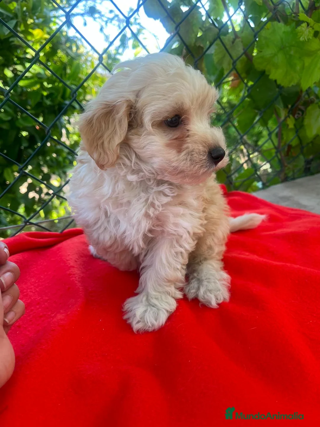Maltipoo perros en venta: MALTIPOO EXCLUSIVOS - Anuncio 3