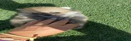 Pomerania perros en venta: POMERANIA 🎀 - Anuncio 5
