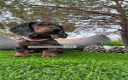 Teckel Miniatura perros en venta: VENTA DE TECKEL NEGRO Y PLATA  - Imagen 5