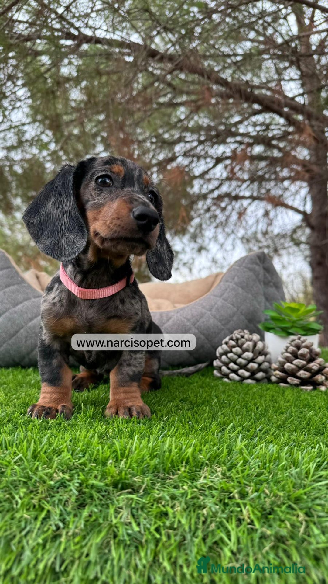 Teckel Miniatura perros en venta: VENTA DE TECKEL NEGRO Y PLATA  - Imagen 5