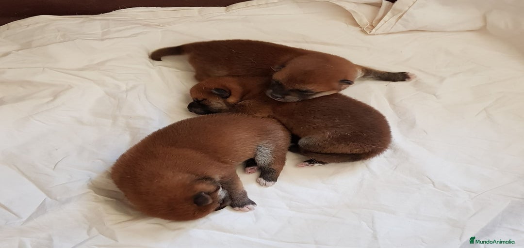 Imagen de galería {{count}}