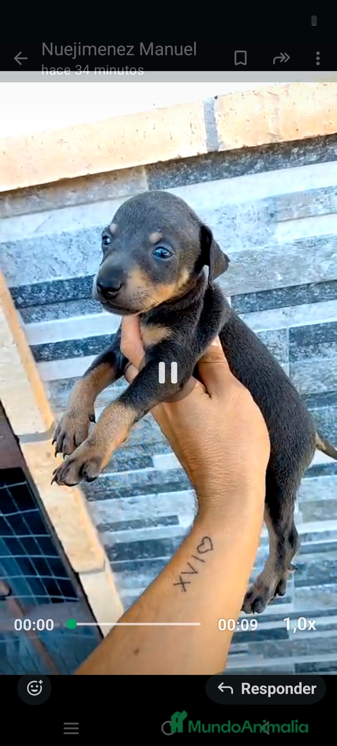 Pinscher Miniatura perros en venta: Mini pinsche  - Imagen 3