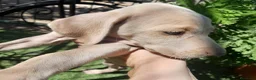 Weimaraner perros en venta: BRACO DE WEIMAR - Anuncio 11