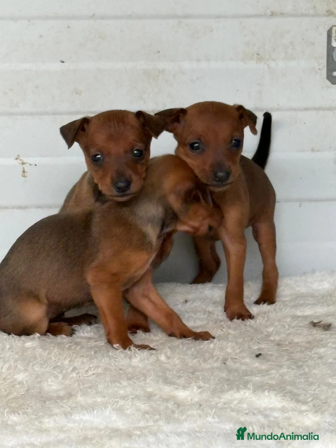 Pinscher Miniatura perros en venta: Mini pincher - Anuncio 1
