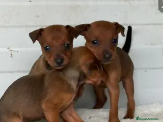 Pinscher Miniatura perros Mini pincher - Anuncio 1