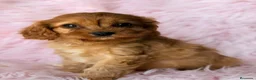 Cavapoo perros en venta: Cavapoo rojo  - Anuncio 2