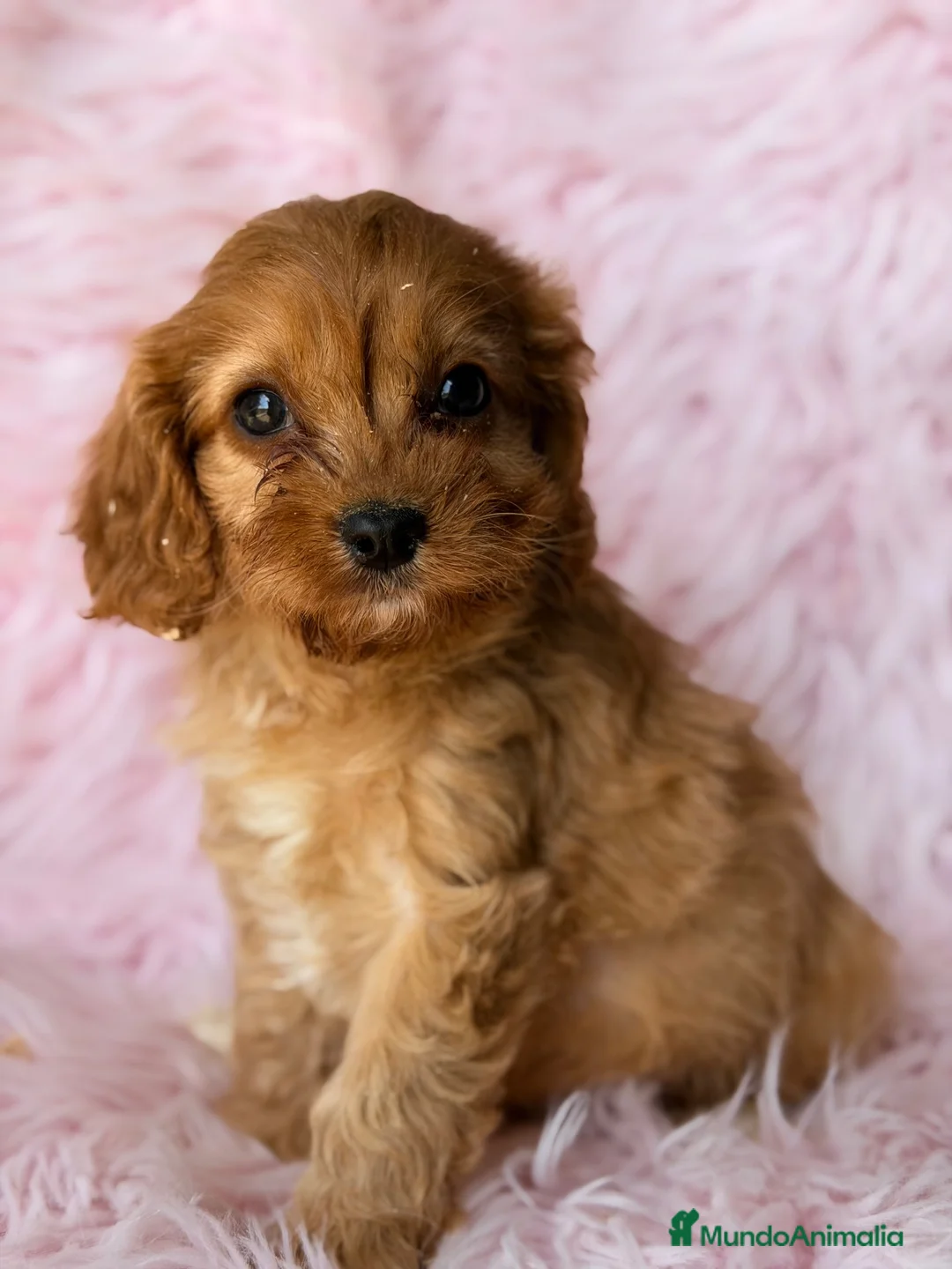 Cavapoo perros en venta: Cavapoo rojo  - Anuncio 2