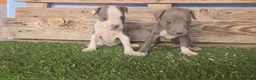 American Staffordshire-Terrier perros en venta: American stanford 🐾🐶 en Málaga - Anuncio 3