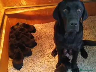 Labrador Retriever perros Cachorros de Labrador Retriever - Anuncio 1