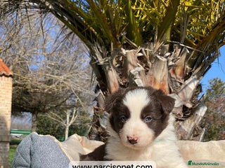 Border Collie perros - Anuncio 41