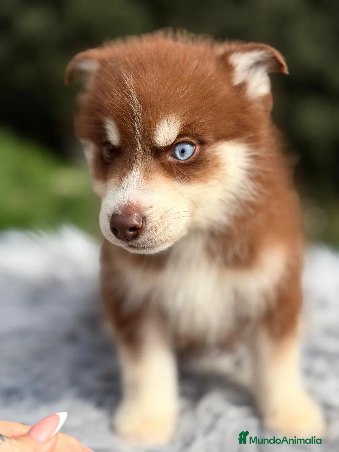 Husky Siberiano perros en venta: HUSKY SIBERIANO (GAUTI) - Anuncio 2