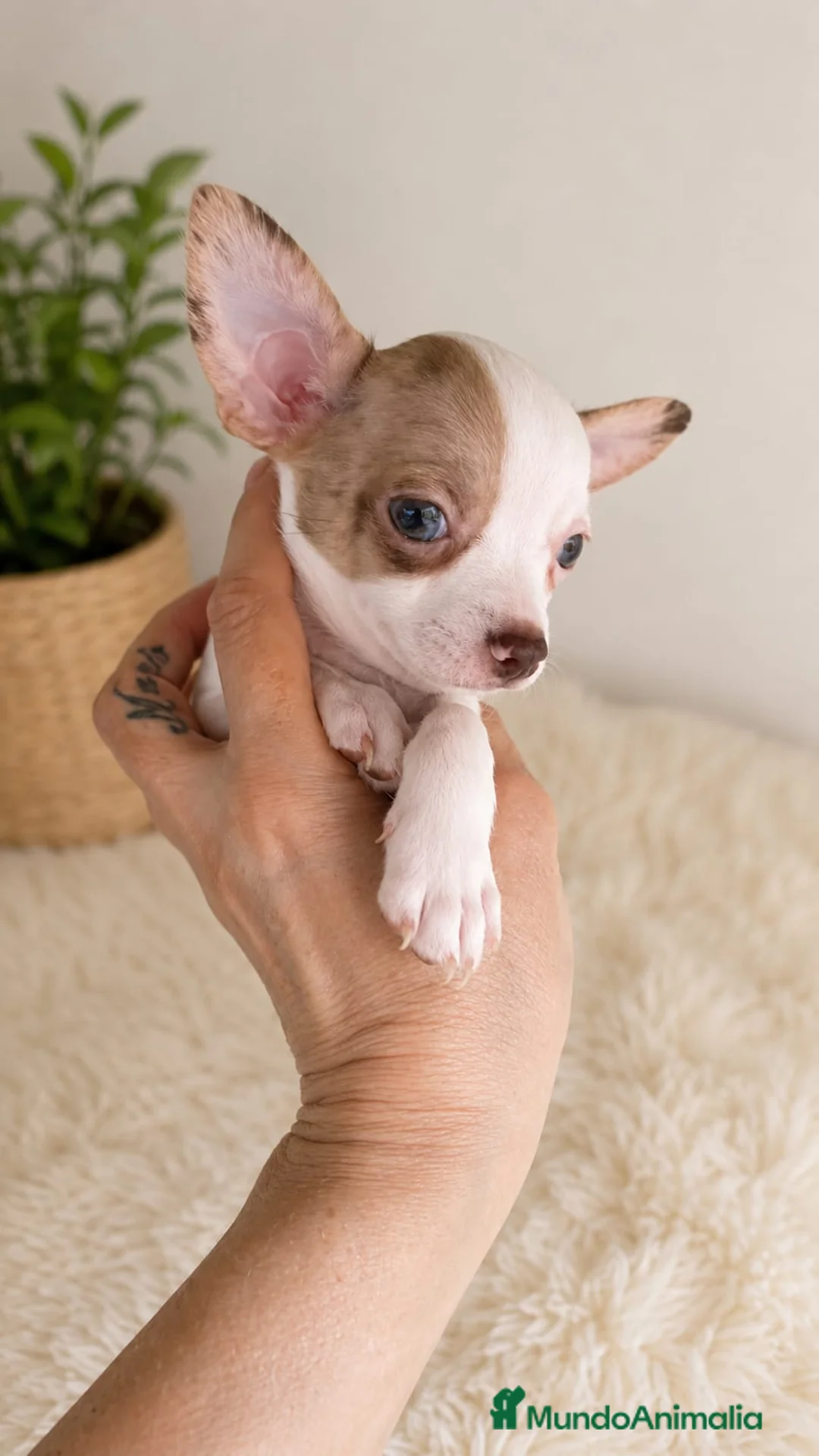 Chihuahua perros en venta: Chihuahuas toy - Anuncio 4