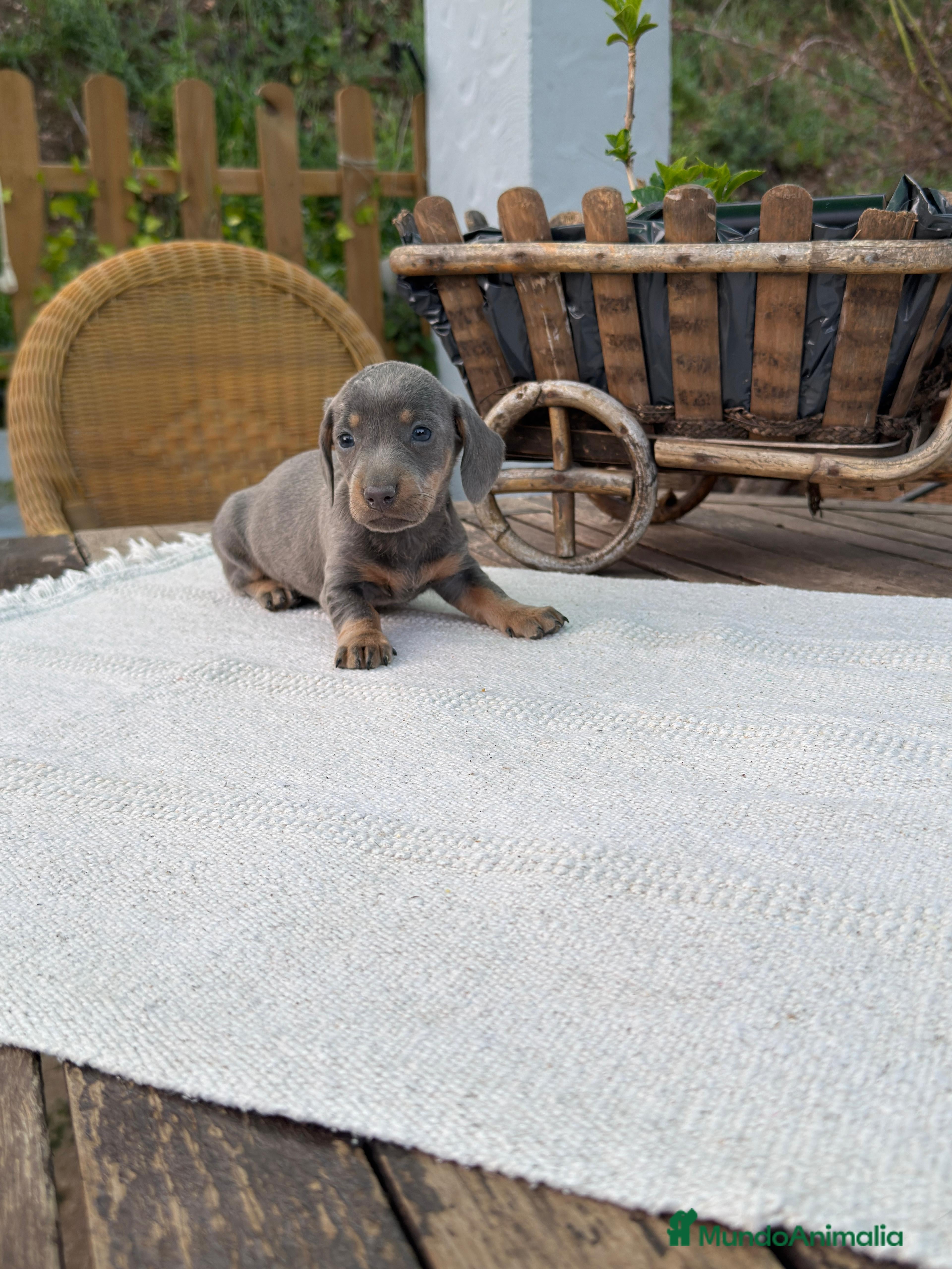 Teckel Miniatura perros Teckel kanichen Blue And tan Hembra disponible - Anuncio 5