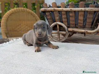 Teckel Miniatura perros Teckel kanichen Blue And tan Hembra disponible - Anuncio 5