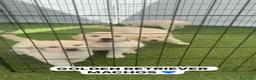 Golden Retriever perros en venta: CAMADA DE GOLDEN RETRIEVER PRECIOSO  - Anuncio 2