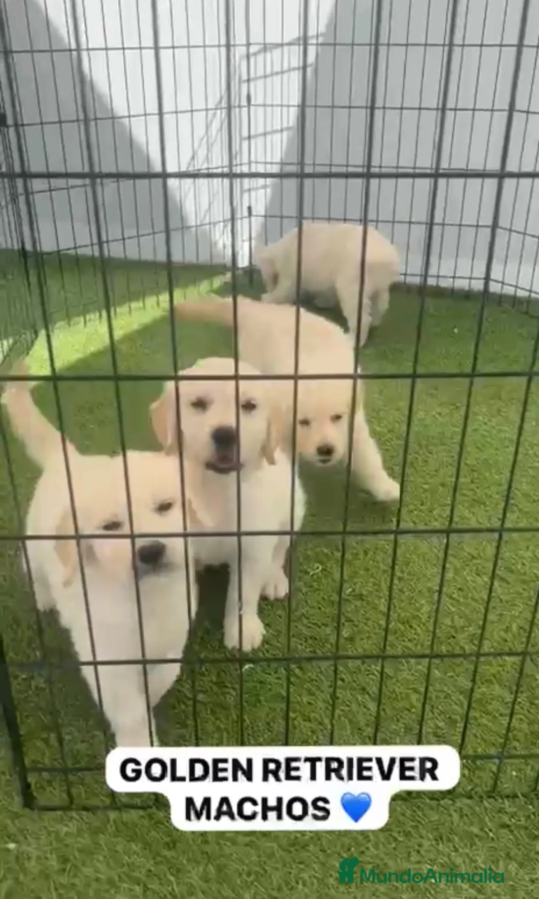Golden Retriever perros en venta: CAMADA DE GOLDEN RETRIEVER PRECIOSO  - Anuncio 2