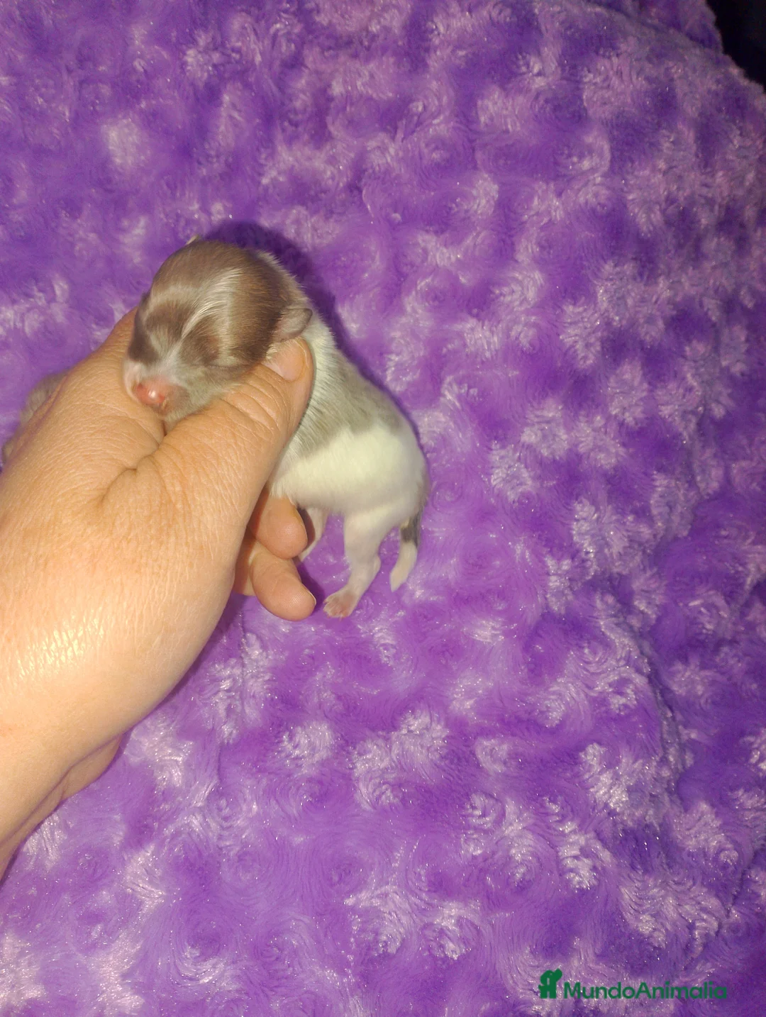 Pomerania perros en venta: Pareja de pomerania toy (De verdad) - Anuncio 2