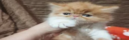 Persa gatos en venta: Gatos persas  - Anuncio 1