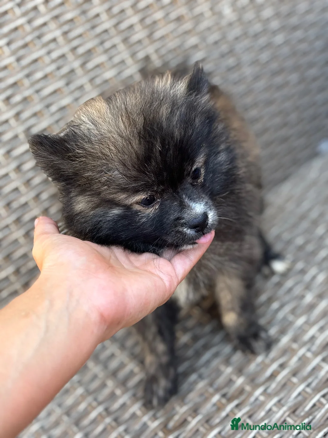 Pomerania perros en venta: Pomeranias disponibles🐻🐾 - Anuncio 10