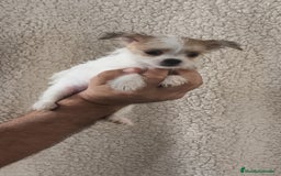 Raza Mixta perros en venta: Maltichi hembra y macho  - Imagen 4