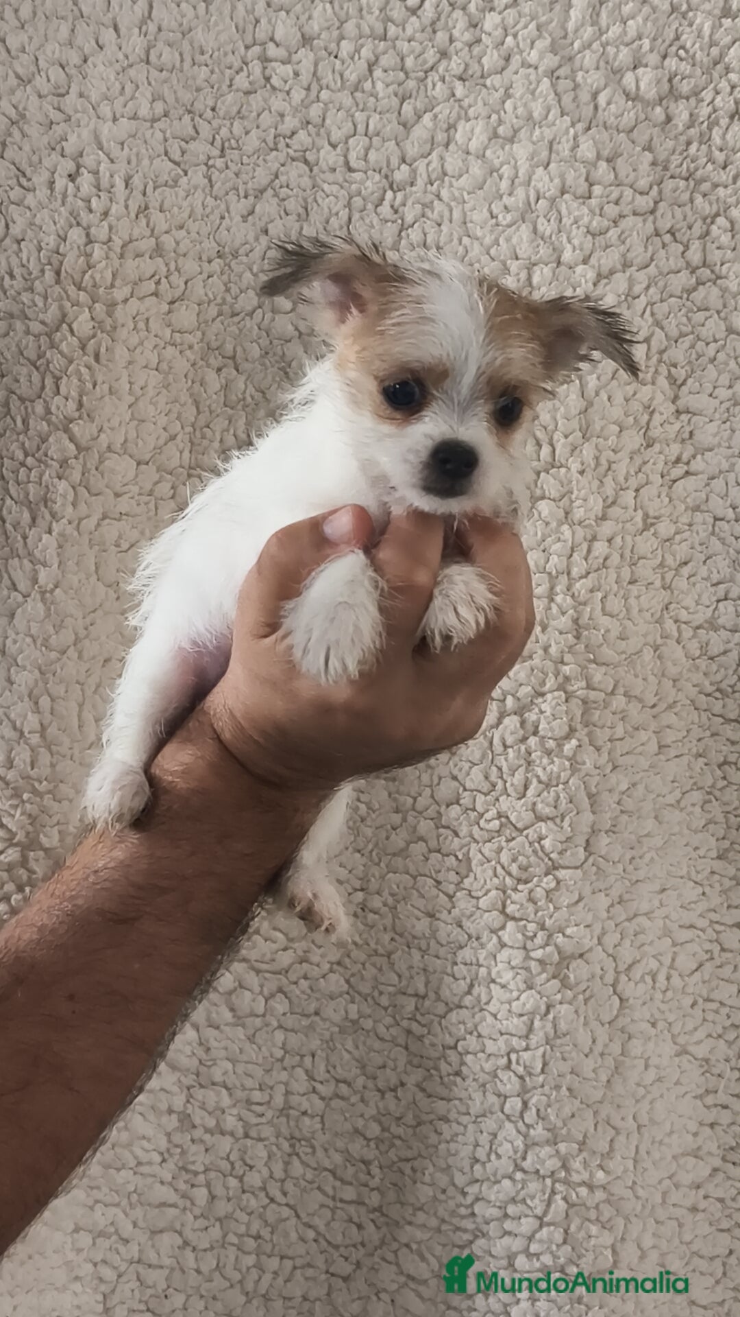 Raza Mixta perros en venta: Maltichi hembra y macho  - Imagen 4