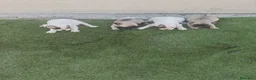 Bulldog Francés perros en venta: Bulldog francés 🐶🐾 en Málaga - Anuncio 3