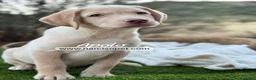Labrador Retriever perros en venta: LABRADOR MACHO - Anuncio 6