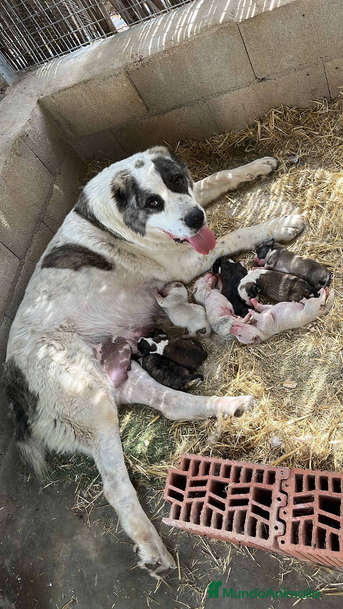 Pastor de Asia Central perros Cachorros Alabai  - Anuncio 1