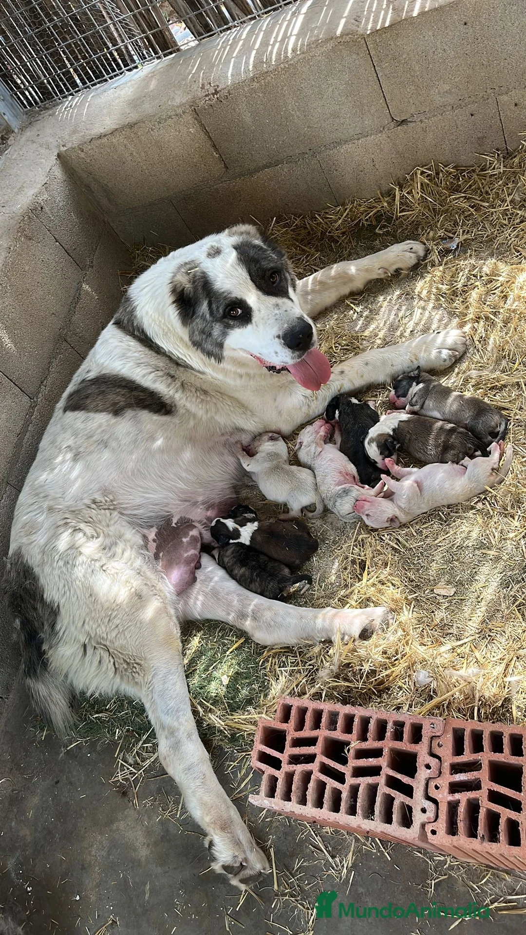 Pastor de Asia Central perros en venta: Cachorros Alabai  - Anuncio 1