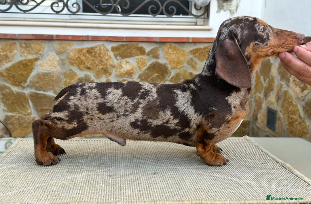 Teckel perros en venta: Teckel Hembras Choco - Anuncio 5