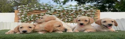 Labrador Retriever perros en venta: LABRADOR RETRIEVER - Anuncio 13
