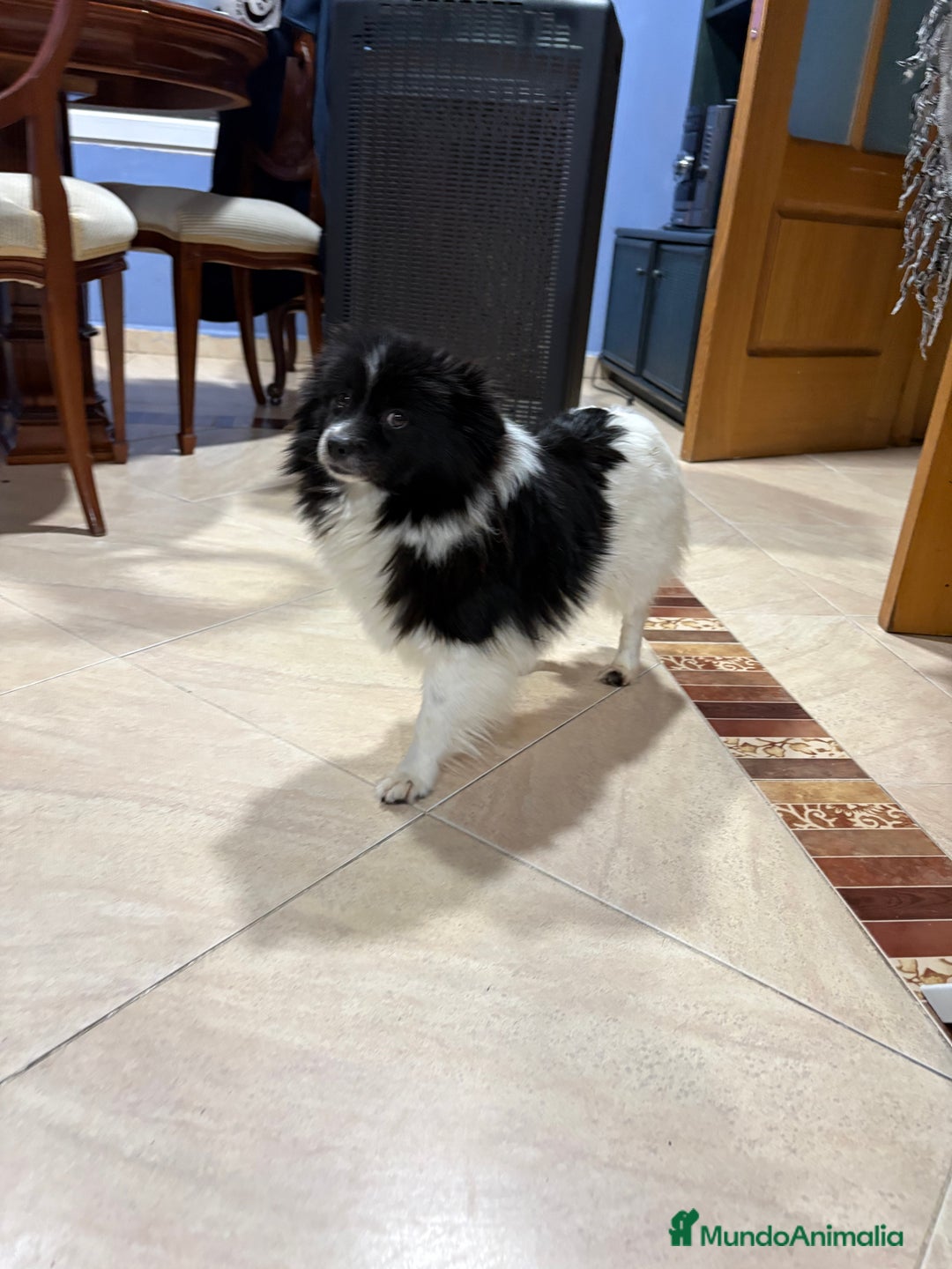 Pomerania perros en venta: Macho Lulu de Pomerania Toy party  - Anuncio 12