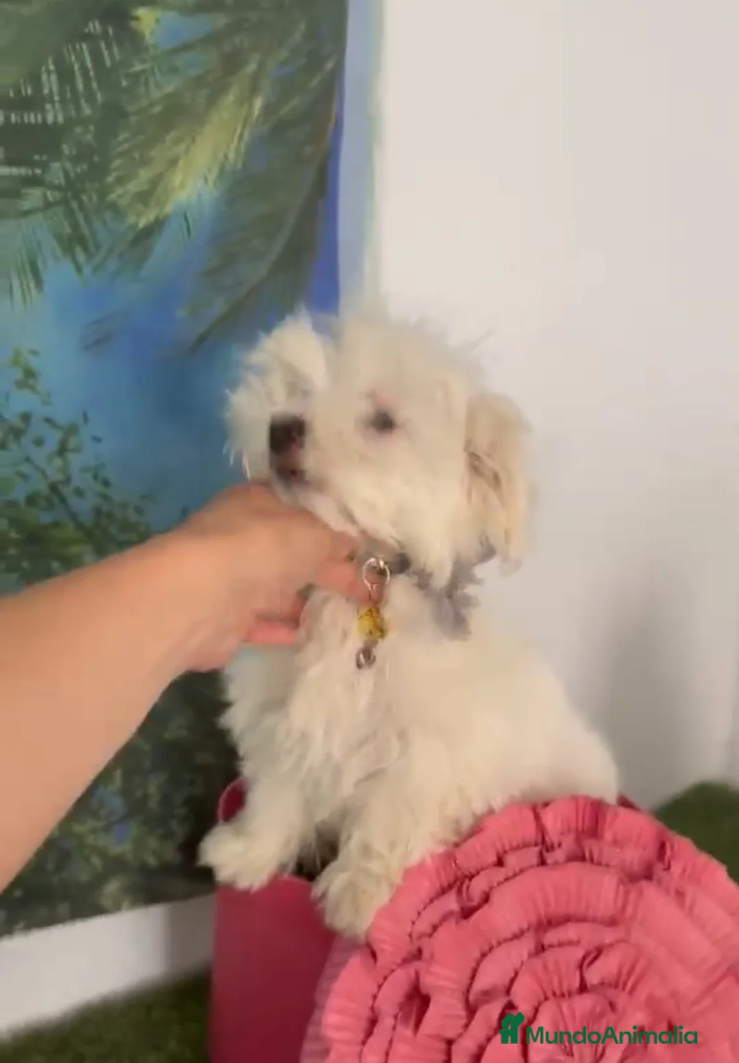 Bichón Maltés perros en venta: Bichón maltes - Anuncio 3