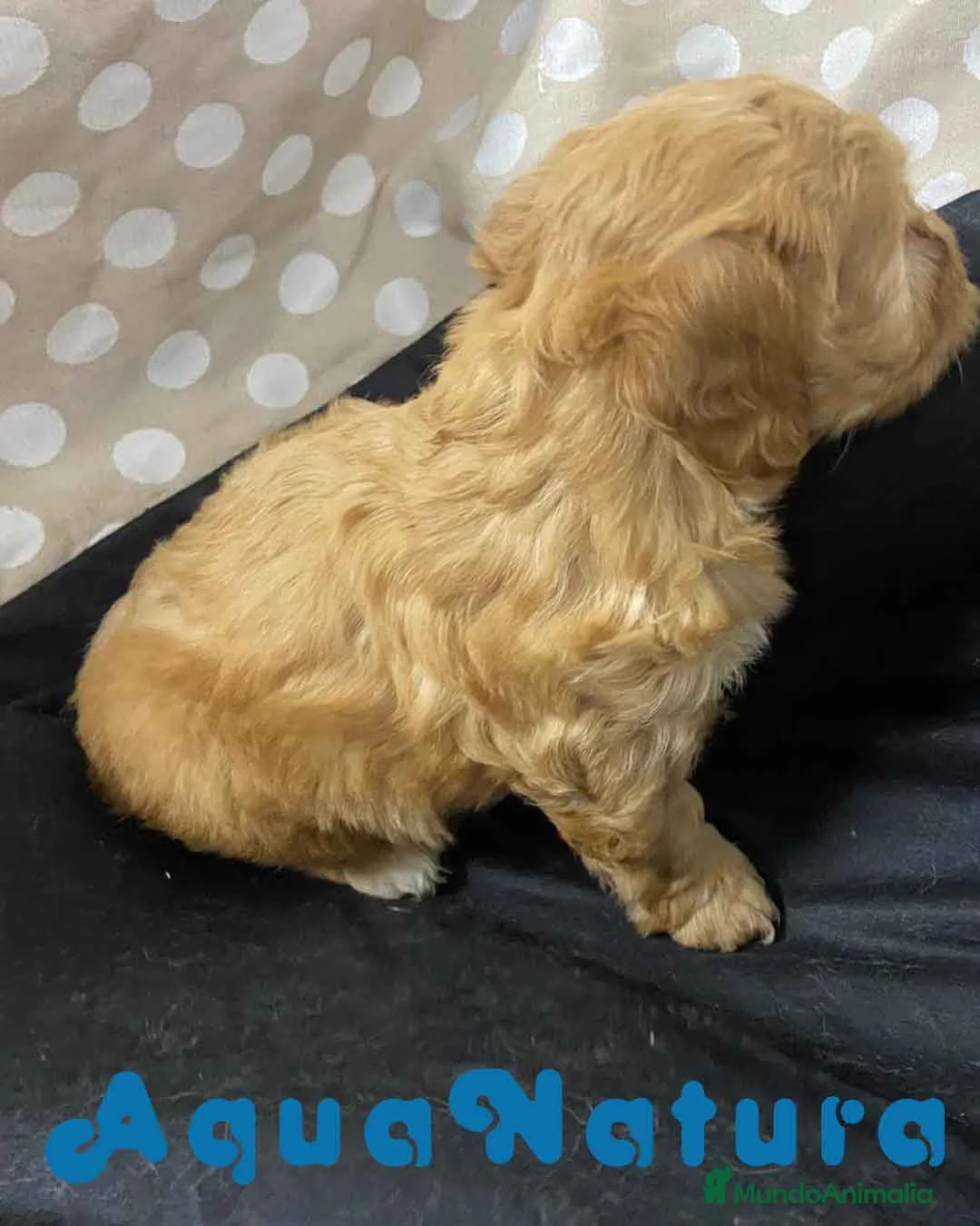 Havapoo perros en venta: Havapoo Hembra 2 de Locaty y Can AQUANATURA - Anuncio 7