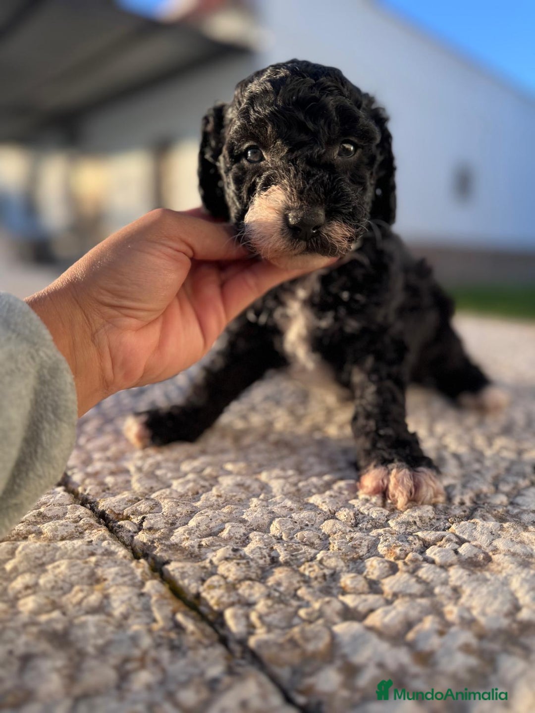 Perro de Agua Español perros en venta: PERRO DE AGUA HEMBRA RABONA - Anuncio 10