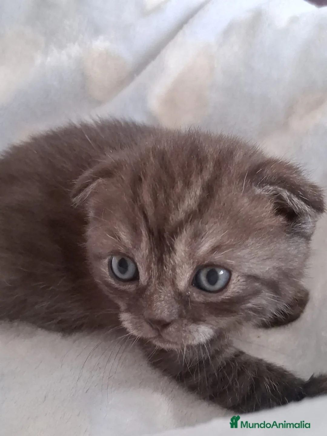 Scottish Fold gatos en venta: Preciosos Scotthis chocolate y tabby chocolate en Madrid - Anuncio 7