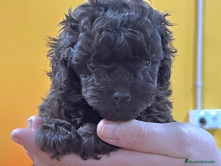 Maltipoo perros en Barcelona - Anuncio 13