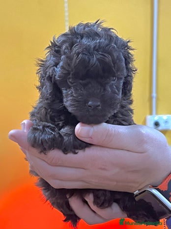 Maltipoo perros en Barcelona - Anuncio 16