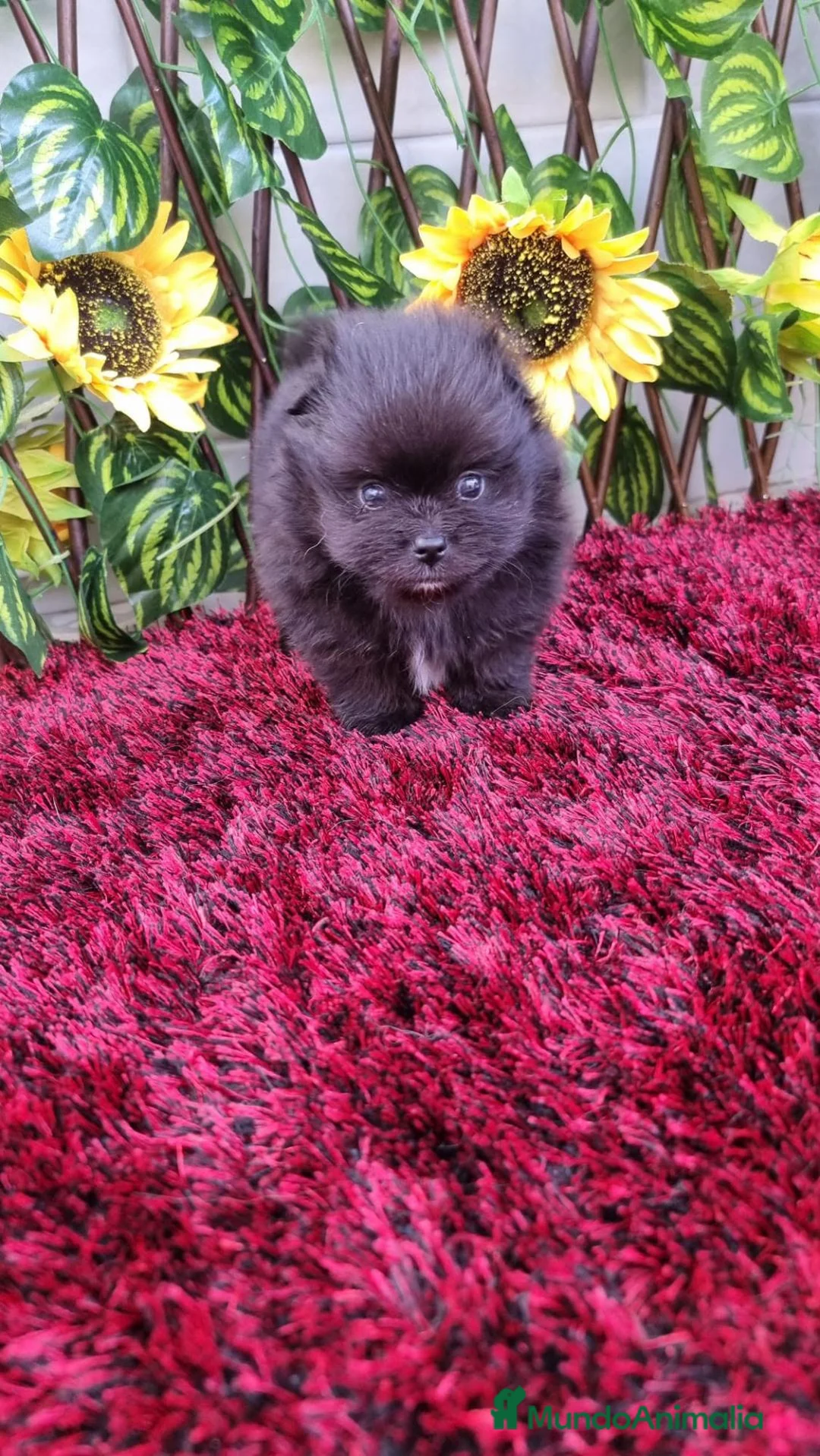 Pomerania perros en venta: Pomerania - Anuncio 1