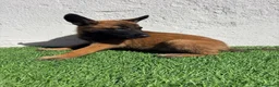 Pastor Belga Malinois perros en venta: Pastor Belga Malinois - Anuncio 3