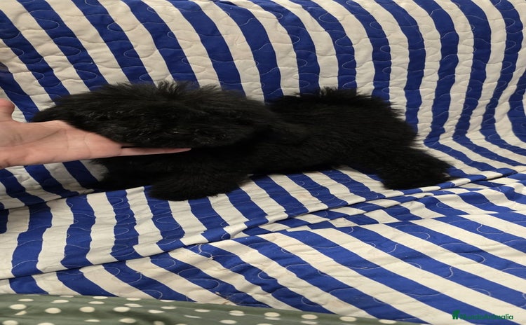 Caniche Toy perros - Anuncio 12