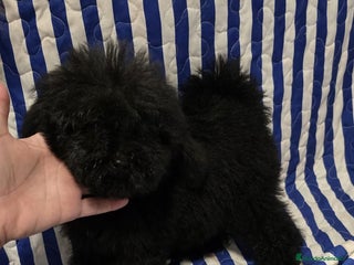 Caniche Toy perros - Anuncio 17