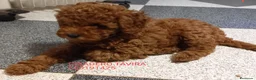 Caniche Toy perros en venta: Cachorro caniche toy rojo poodle - Anuncio 2