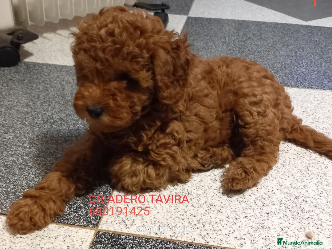 Caniche Toy perros en venta: Cachorro caniche toy rojo poodle - Anuncio 2