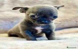 Chihuahua perros en venta: Chihuahua Blue sólido Toy  - Anuncio 4