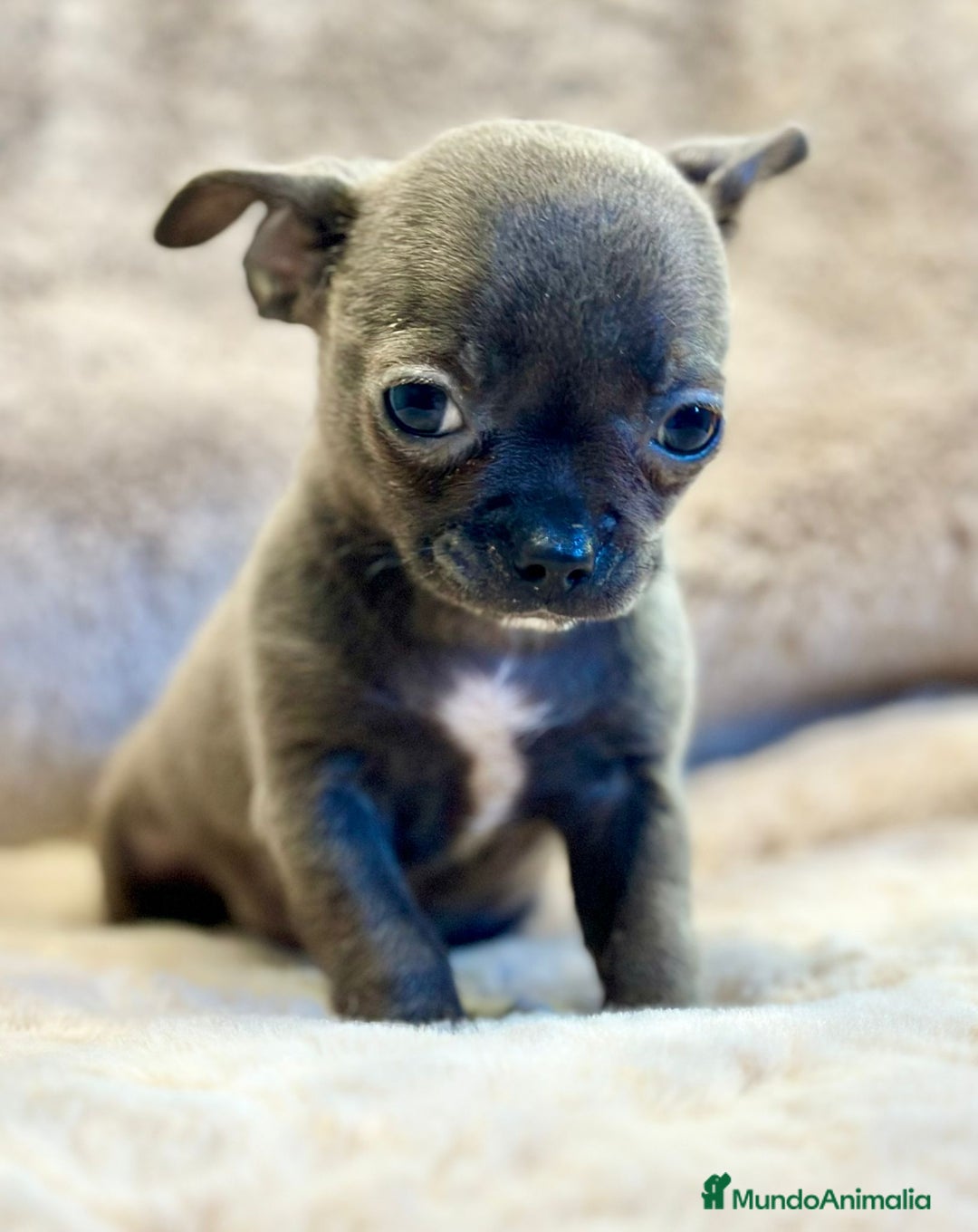 Chihuahua perros en venta: Chihuahua Blue sólido Toy  - Anuncio 4