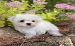 Bichón Maltés perros en venta: Bichon Maltés Toy macho y hembra  - Imagen 4