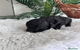 Caniche Toy perros en venta: CANICHE TOY MACHO - Anuncio 13