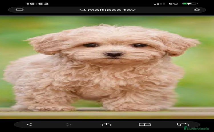 Caniche Toy perros - Anuncio 1