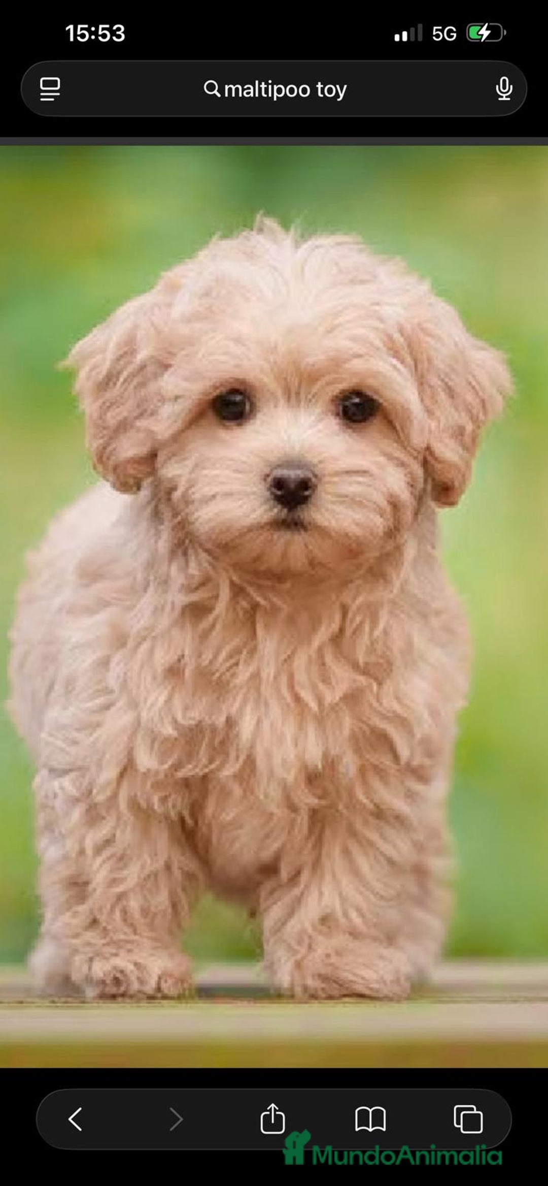 Caniche Toy perros en venta: Caniches Toy hembras apricot  - Imagen 1
